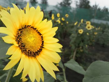 Close-up of sunflower