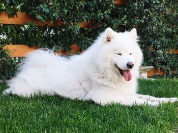 White dog lying down on land