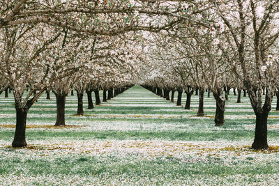 View of cherry blossom trees in park