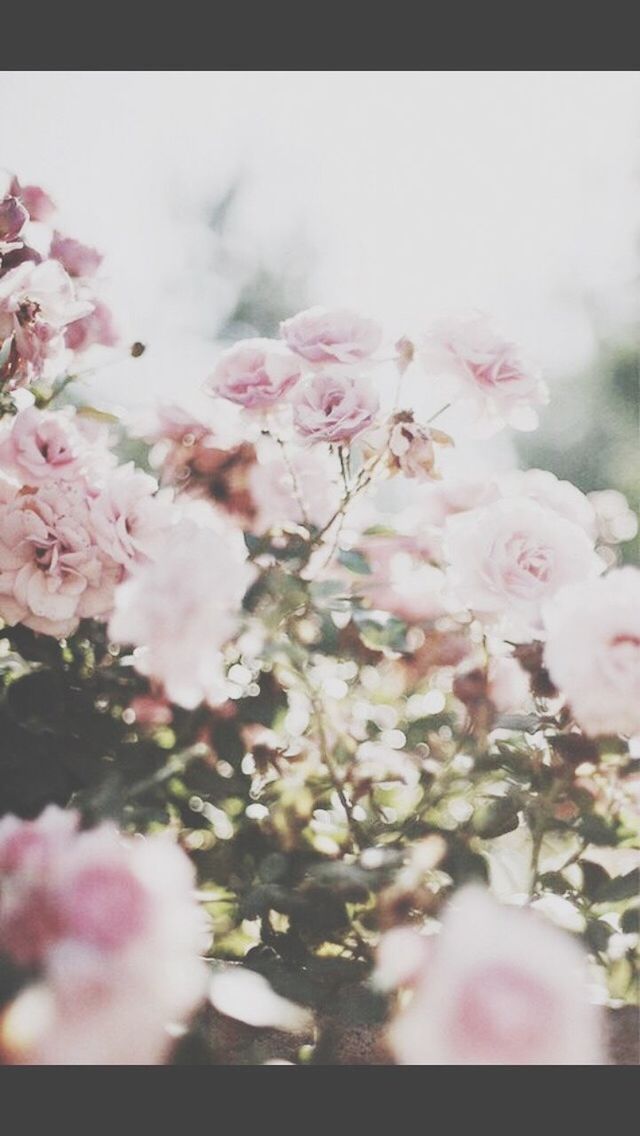 flower, freshness, fragility, petal, growth, beauty in nature, pink color, flower head, nature, blooming, blossom, close-up, in bloom, focus on foreground, selective focus, plant, cherry blossom, springtime, bunch of flowers, botany