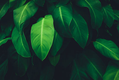 Full frame shot of leaves