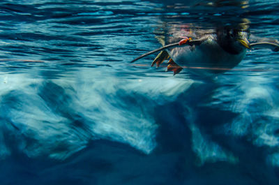 View of turtle swimming in sea