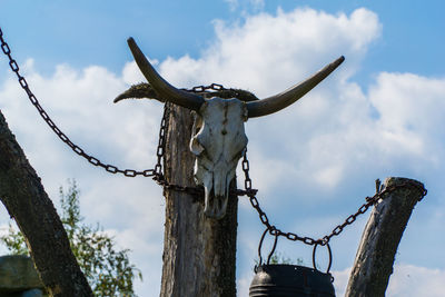 Low angle view of hunting trophy on wooden post against sky
