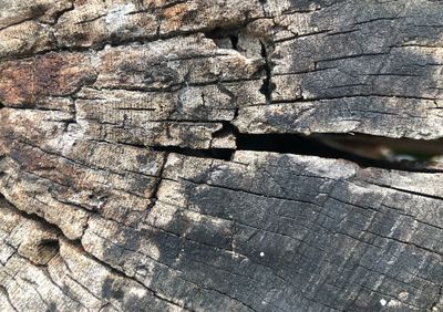 Full frame shot of weathered tree