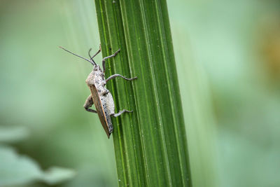 Close-up of insect on plant