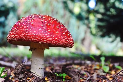 Close-up of fly agaric mushroom on field