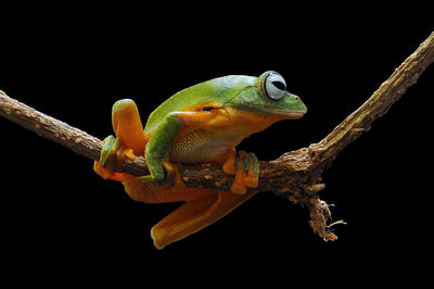 Close-up of lizard on branch against black background