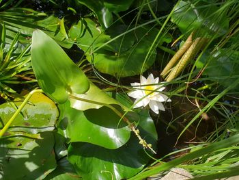 High angle view of flowering plant