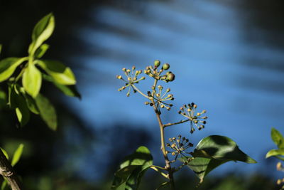 Close-up of flower tree against sky