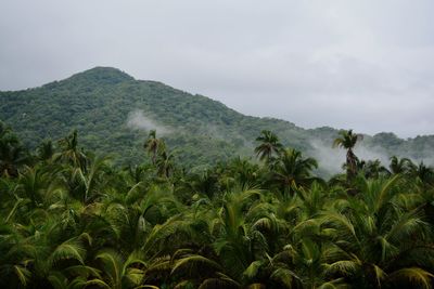 Scenic view of trees and mountains against sky