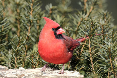 Close-up of a bird perching on branch