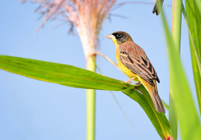 Close-up of a bird perching on plant