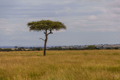 Tree on field against sky