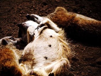 Close-up of  meerkats at rest - mother and two babies