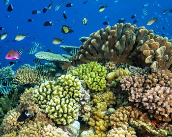 View of fish swimming in sea