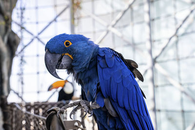 Hyacinth macaw parrot with blue feather perched on wire fence in zoo