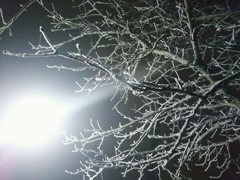 Low angle view of bare trees