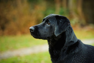 Close-up of black labrador