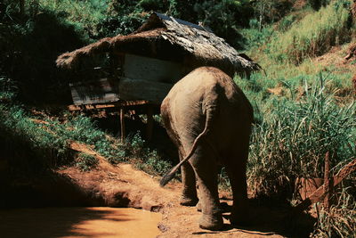 Elephant in a forest