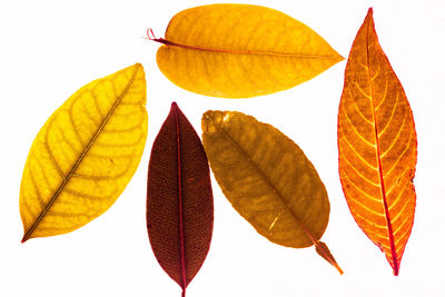 Close-up of autumn leaves against white background