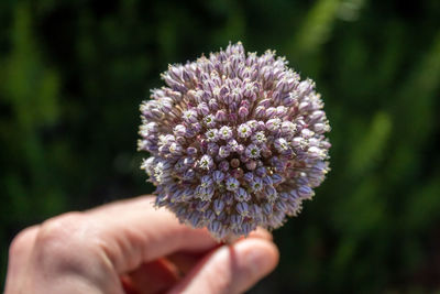 Close-up of hand holding purple flower