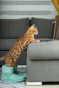 Bengal cat in warm home boots looks at a laptop. vertical shot.