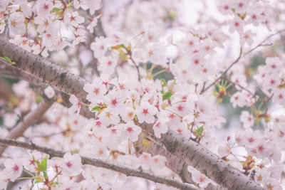 Close-up of pink cherry blossom tree