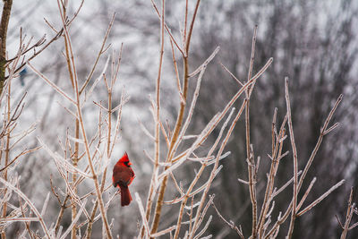 View of bird perching on bare tree