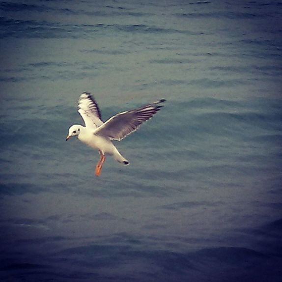 bird, animal themes, animals in the wild, flying, spread wings, wildlife, seagull, mid-air, one animal, nature, sky, vertebrate, motion, beauty in nature, outdoors, no people, low angle view, on the move, zoology, day