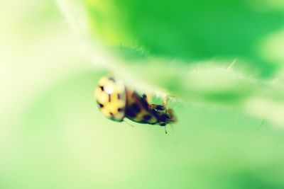 Close-up of insect on leaf