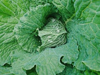 A natural organic cabbage with drop of freshly fallen rainwater.