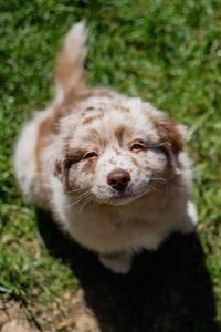 Close-up portrait of dog on field