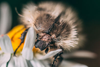 Close-up of bee pollinating on flower