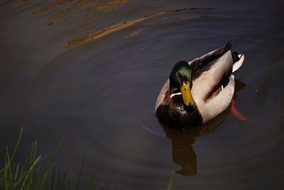 High angle view of duck swimming in lake