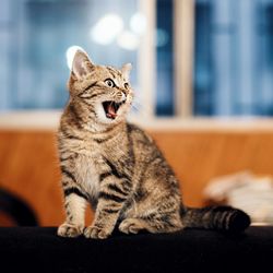 Close-up of cat yawning