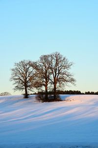 Bare trees on snow field against clear sky