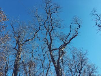 Low angle view of trees against blue sky