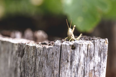 Close-up of lizard on tree stump