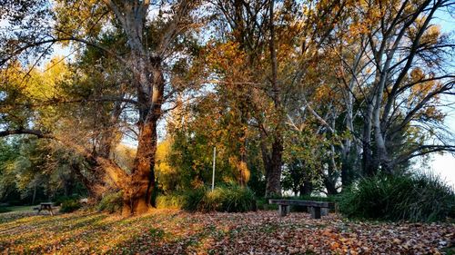 Trees in forest during autumn