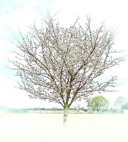 Bare trees on landscape