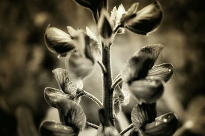 Close-up of flowers against blurred background