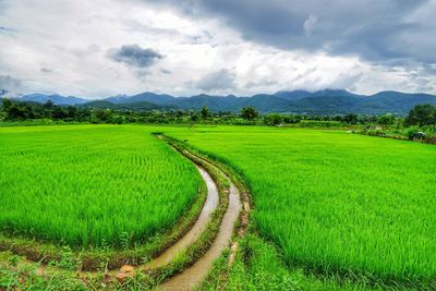 Scenic view of rice field against sky