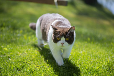 British shorthair cat on green grass