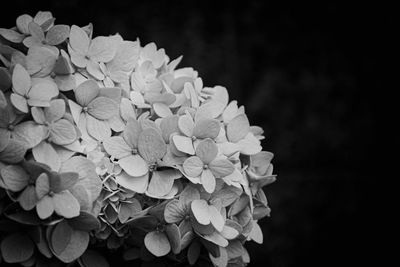 Close-up of flowers blooming against black background