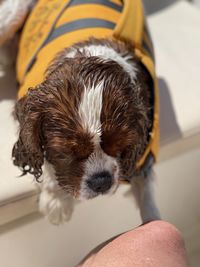 Wet dog in a boat