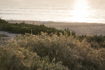 Close-up of grass on field by sea against sky