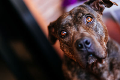 Close-up portrait of dog