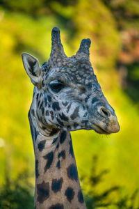 Close-up of giraffe
