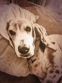 Close-up portrait of dog relaxing