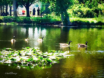 Swans swimming in lake